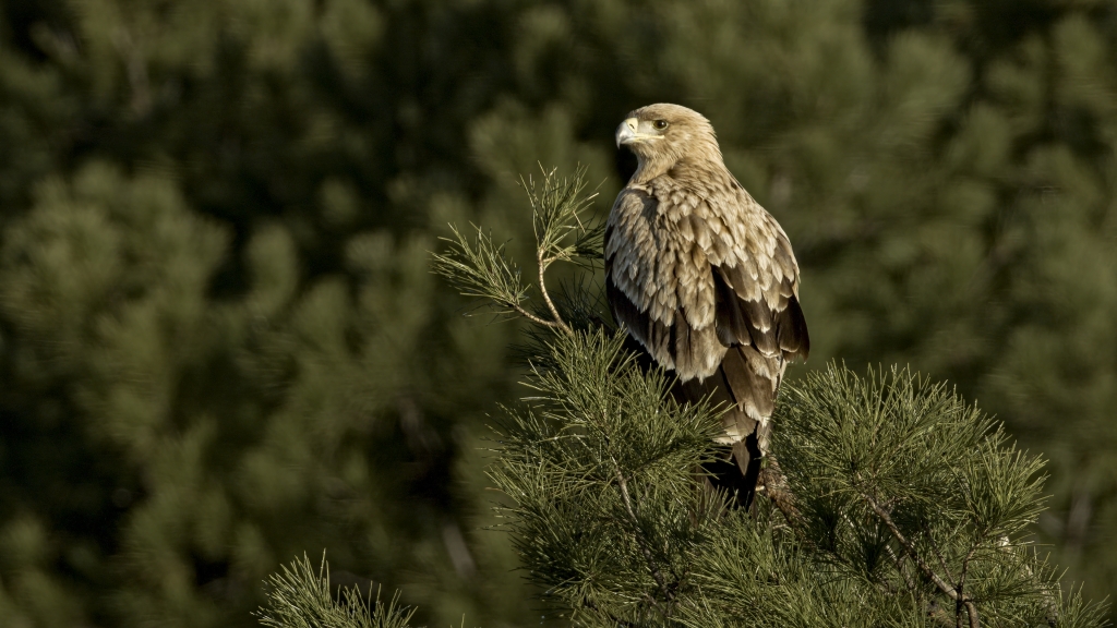 Águila imperial
