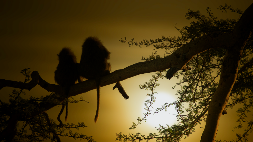 Babuinos y puesta de sol