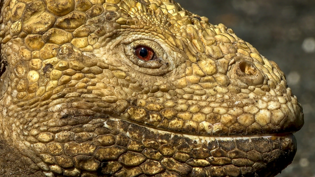 Iguana terrestre