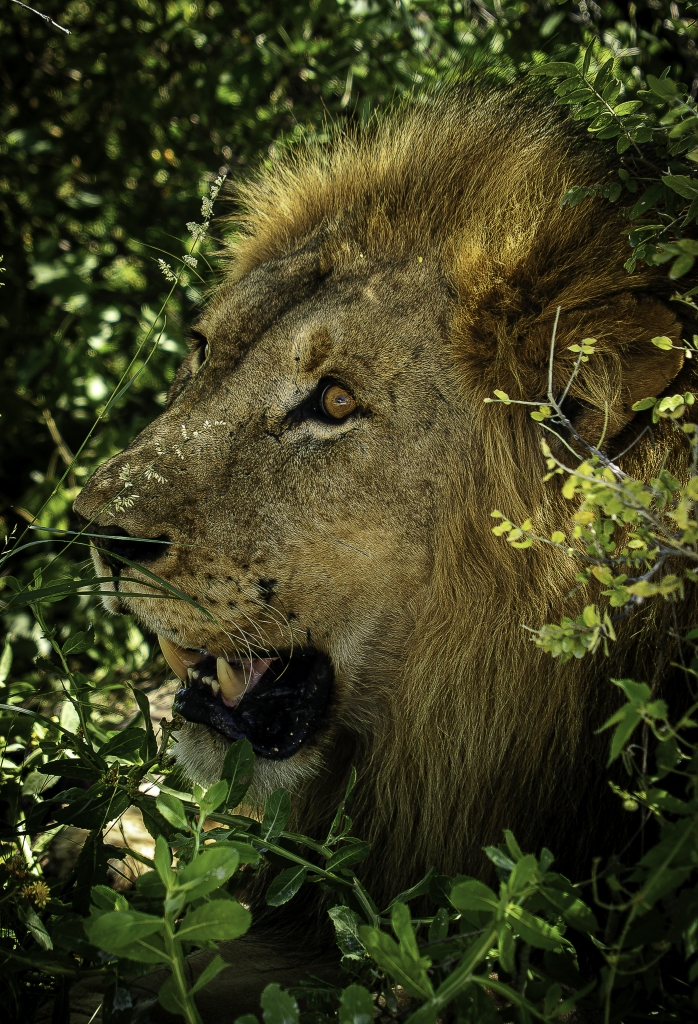 León