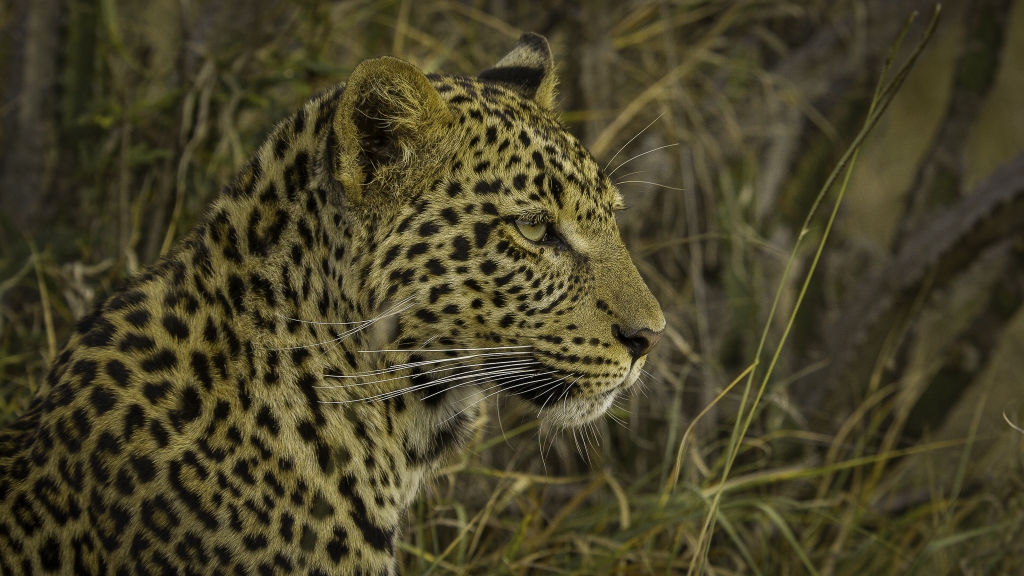Leopardo