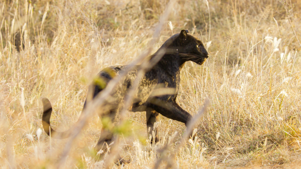 Leopardo negro