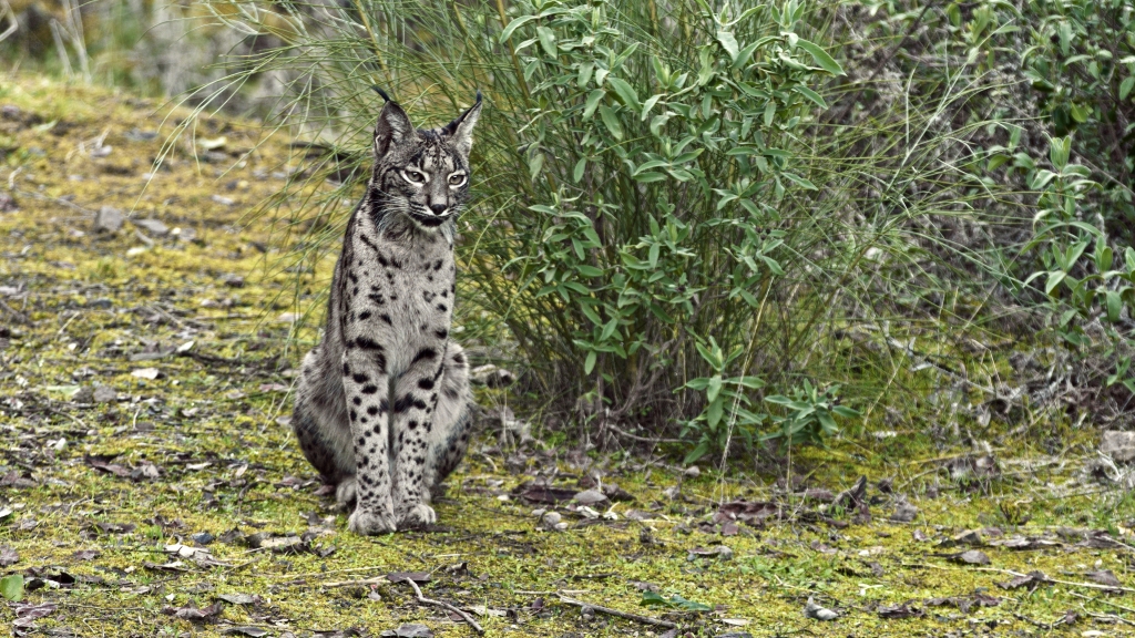 Lince
