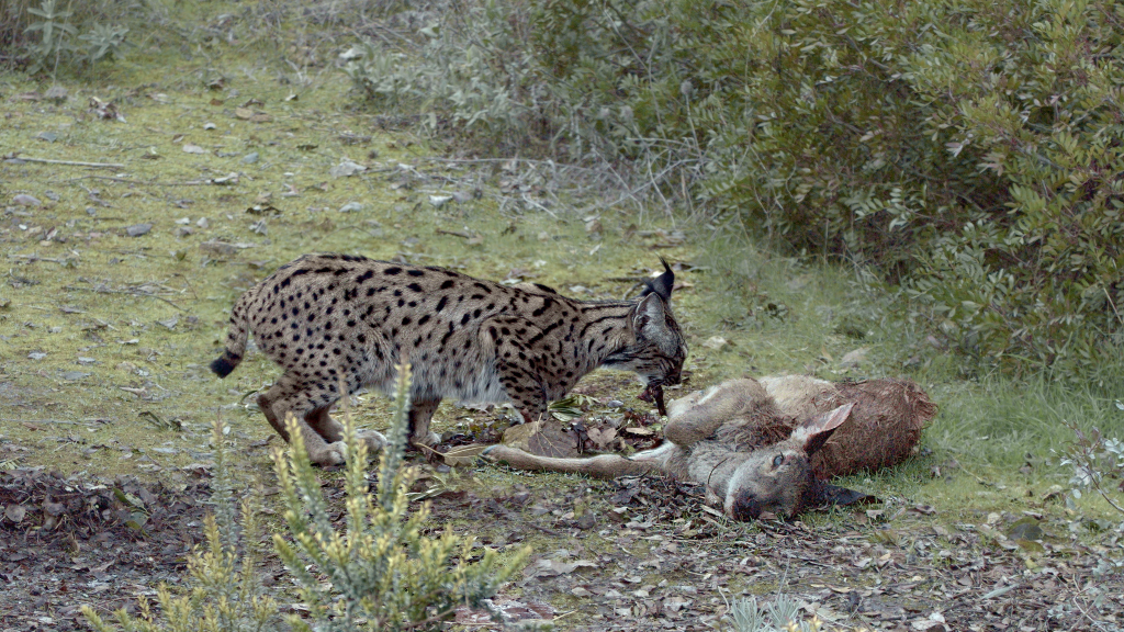 Lince ibérico