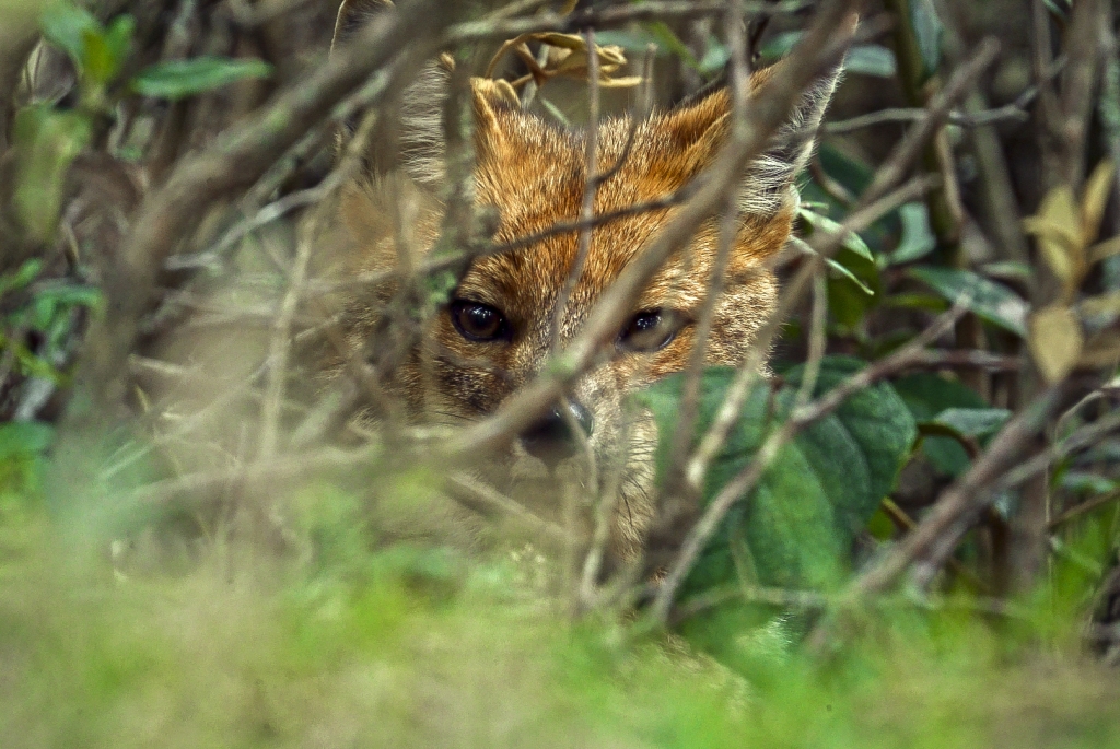 Lobo de páramo