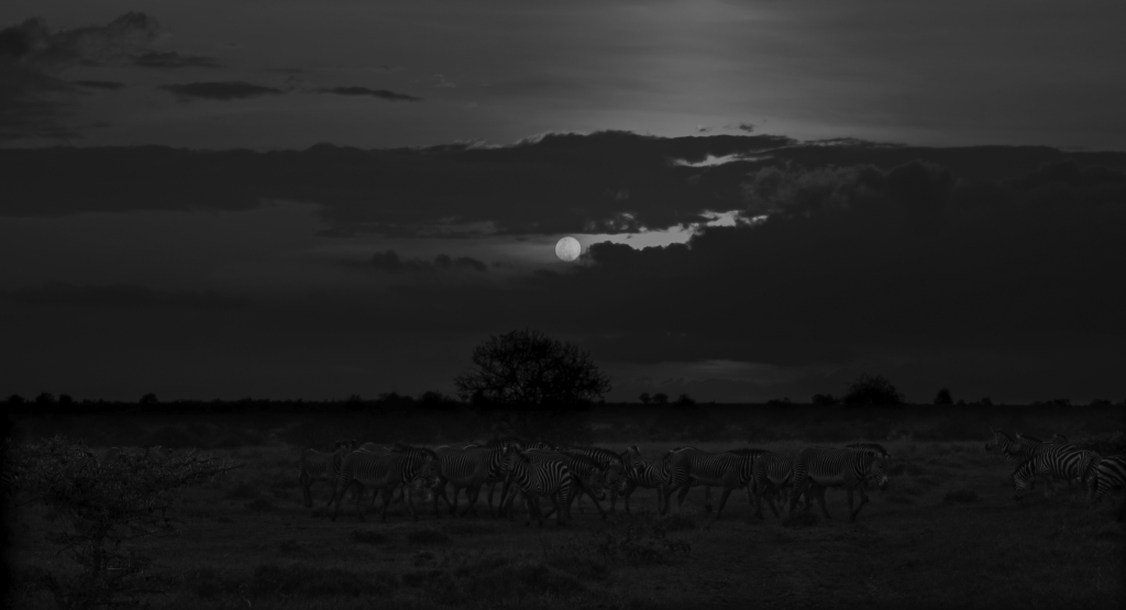 Luna y cebras