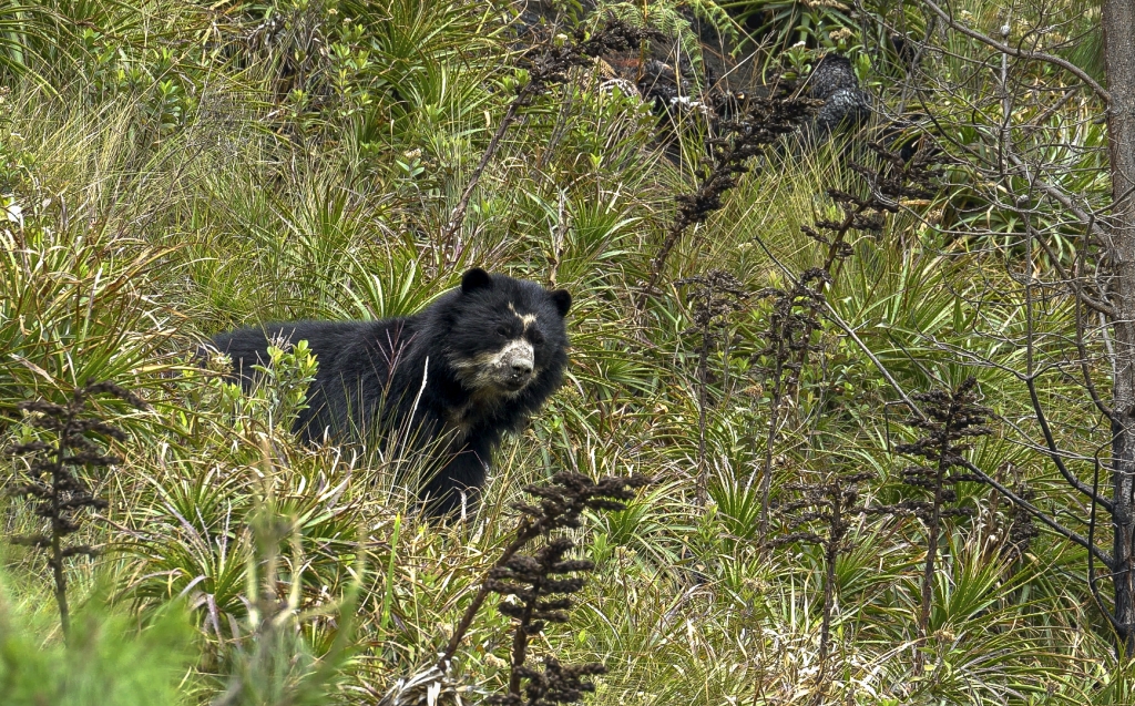 Oso