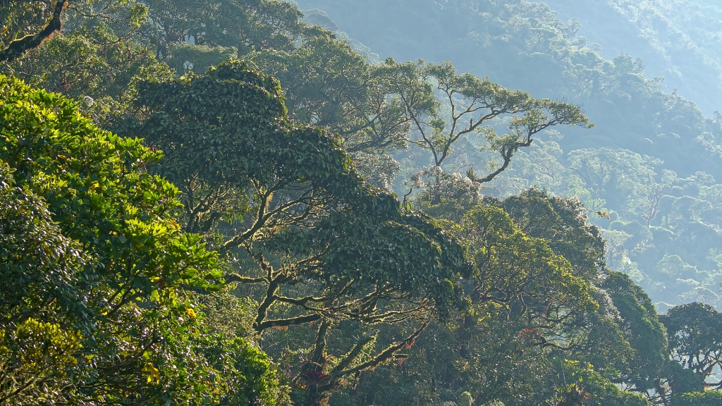 Selva