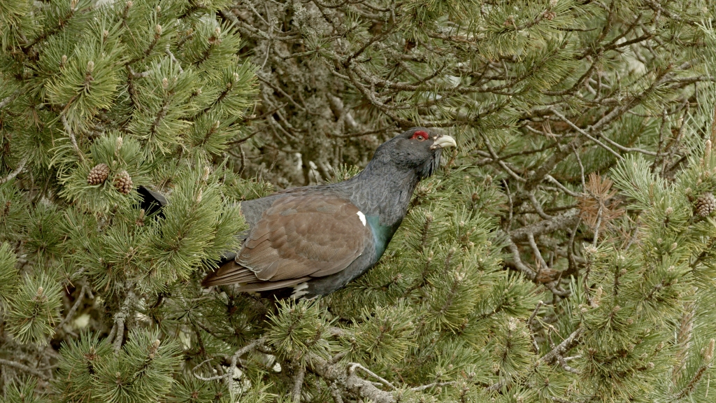 Urogallo